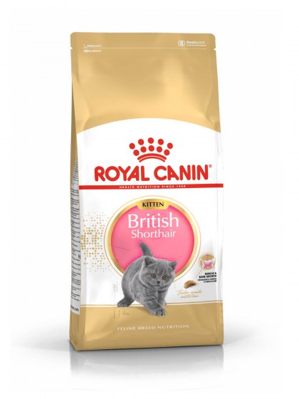 FBN KITTEN BRIT SHORTHAIR_web